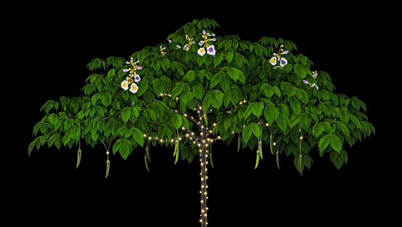 catalpa conclusion