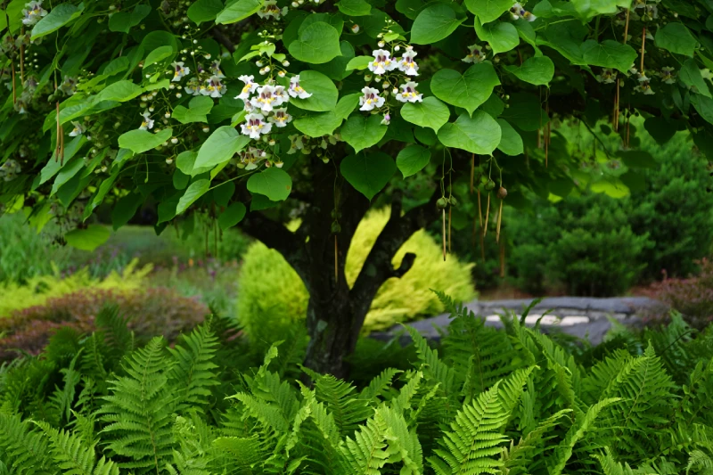 Intégration et achat du catalpa