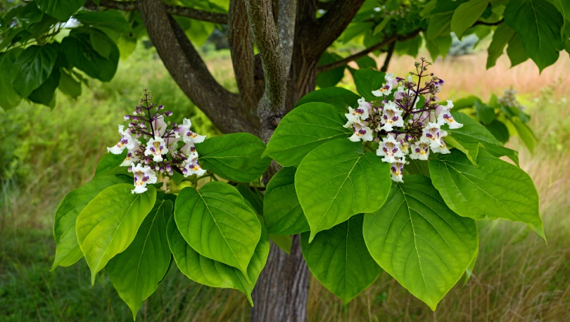 Catalpa : une silhouette remarquable au jardin