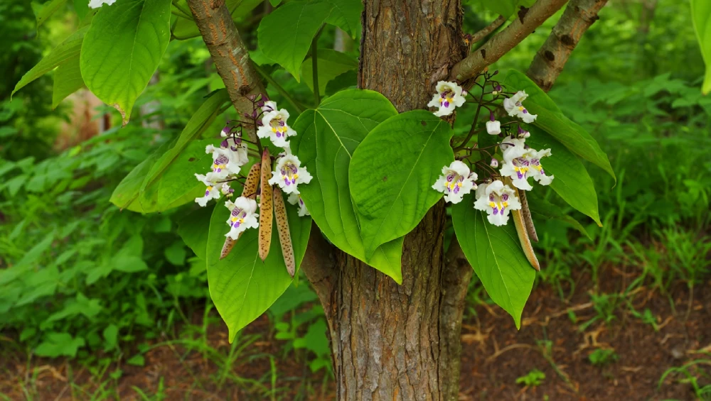 Catalpa