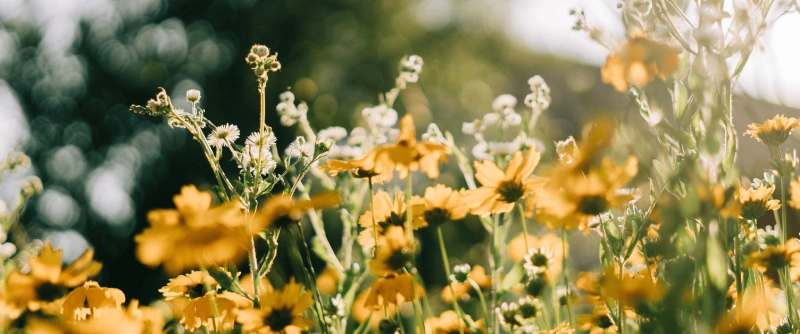 comment reconnaitre les fleurs couleurs