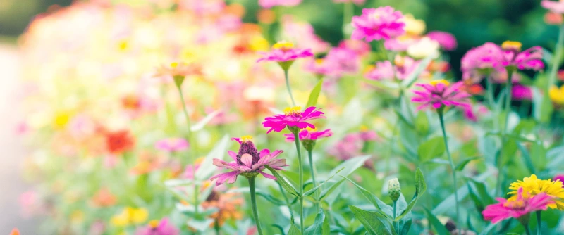 comment reconnaitre les fleurs elements essentiels