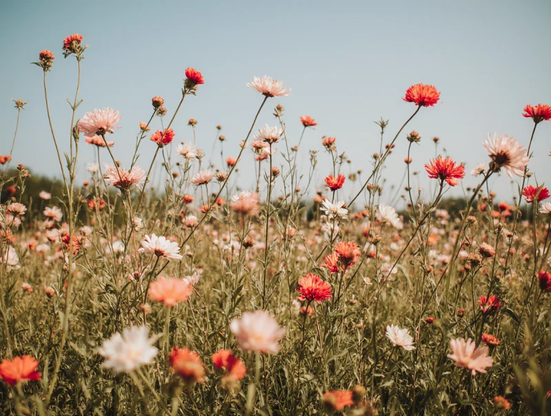 comment reconnaitre les fleurs methodes