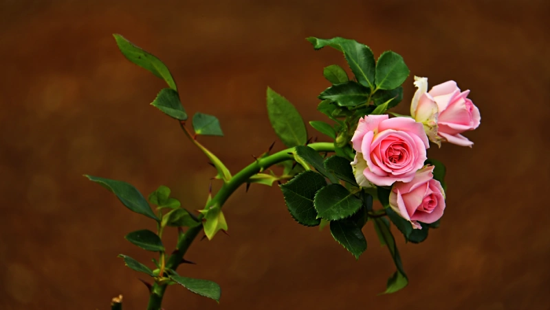engrais laurier rose oligo