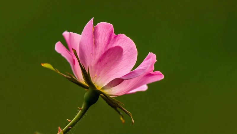 engrais laurier rose timing