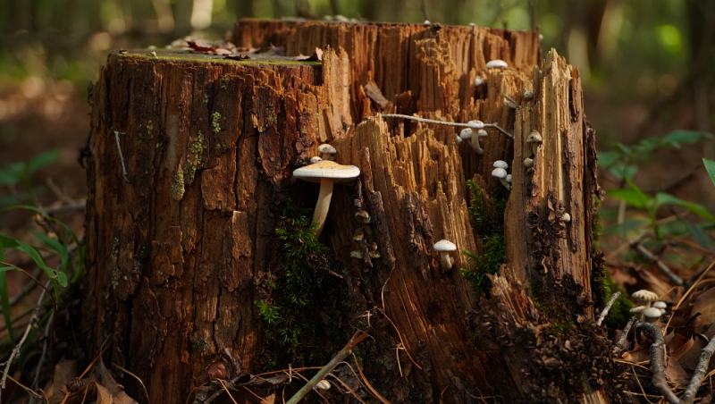 tuer racines arbre coupe apres