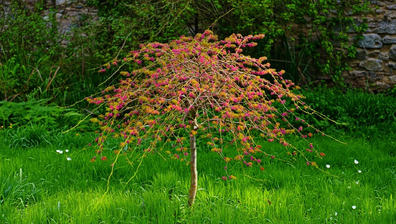 quand tailler saule crevette particularites