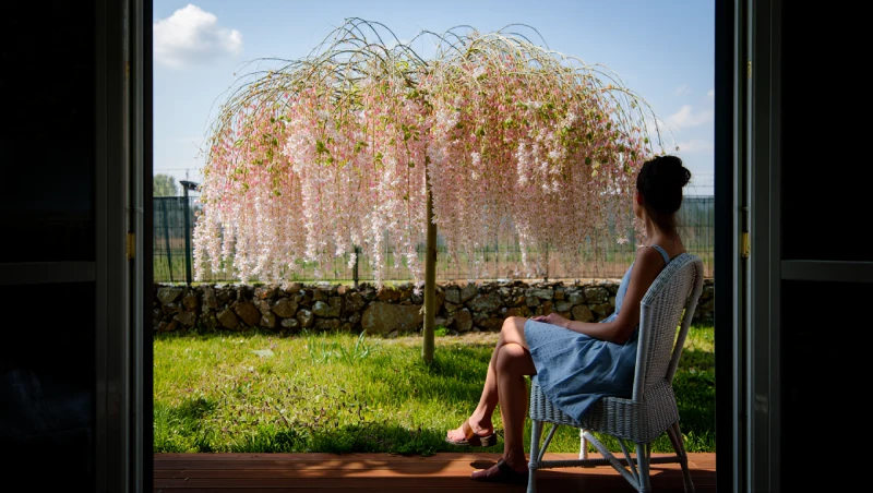 quand tailler saule crevette recapitulatif