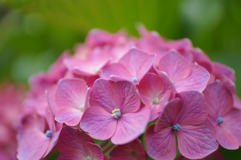 que mettre pied hortensias nourrir