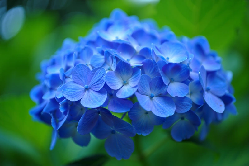 que mettre pied hortensias paillage