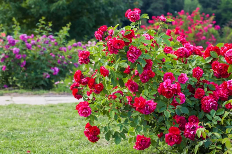 rosiers reussir leur choix et leur entretien pour un jardin eclatant