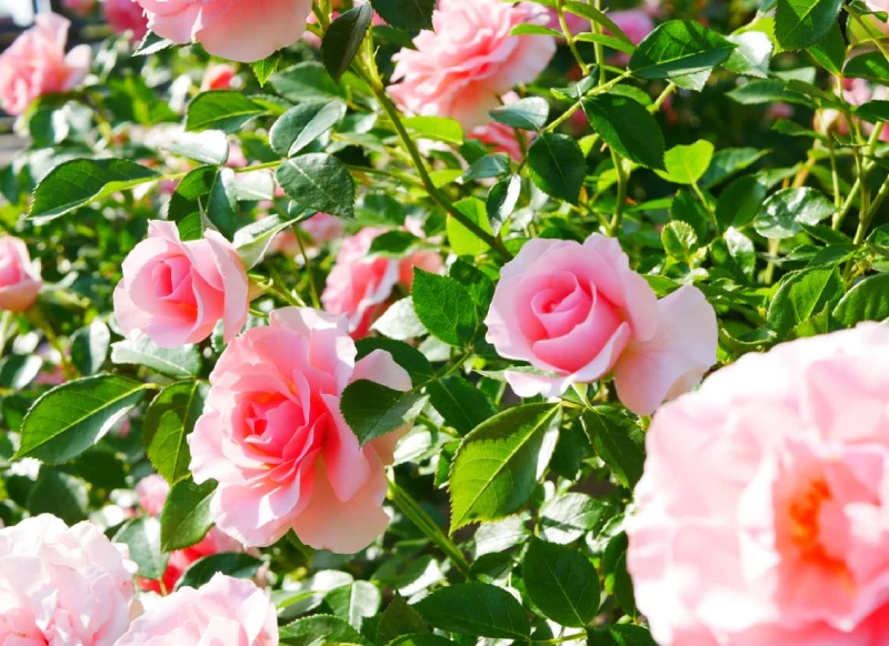 rosiers reussir leur choix et leur entretien pour un jardin eclatant queen elizabeth