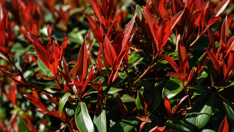 taille photinia outils