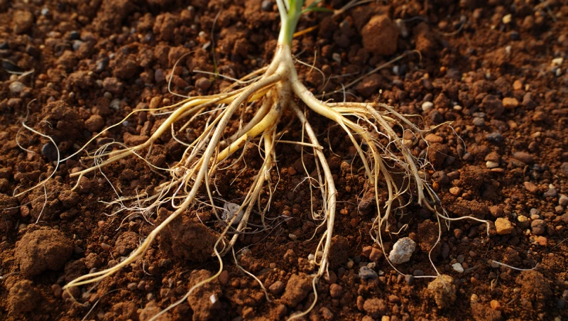 laurier rose racines danger