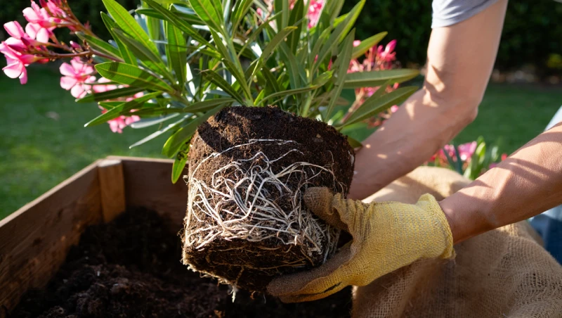 laurier rose racines empoter