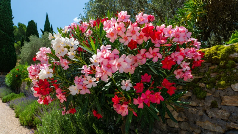 laurier rose racines profondeur