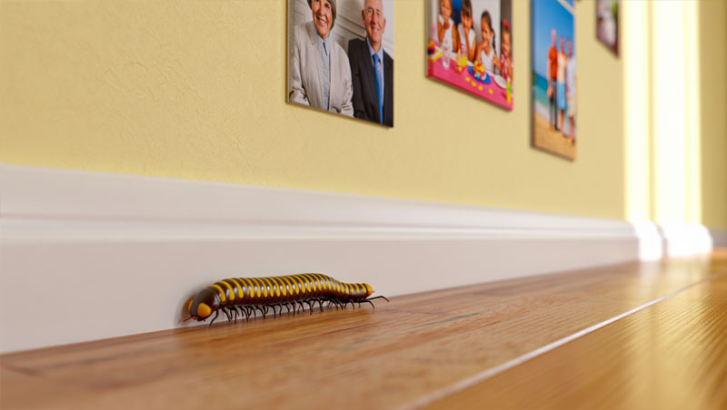 mille pattes dans maison signification faire fuire