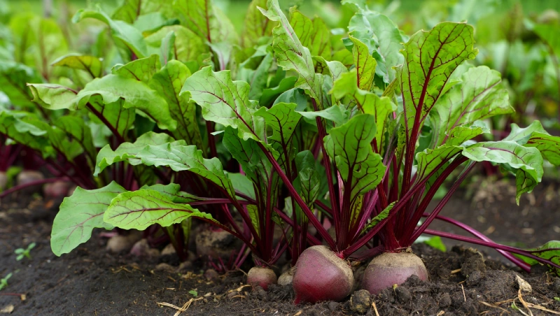 peut on laisser betteraves rouges en terre stockage