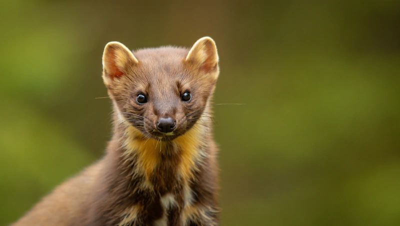 poison pour fouines risques empoisonnement