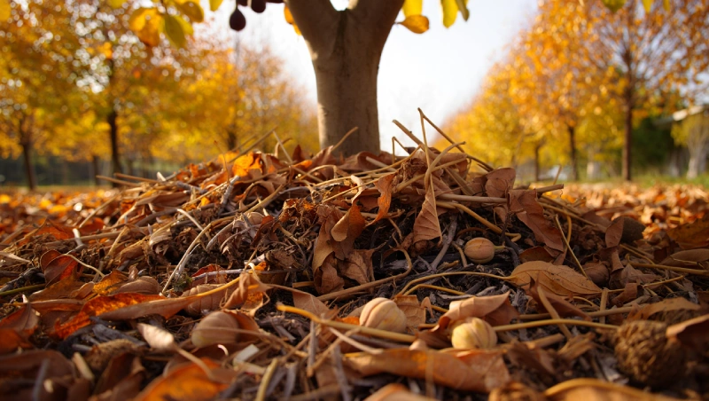 que mettre pied figuier paillage