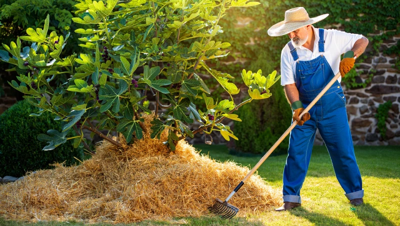 que mettre pied figuier plantes compagnes