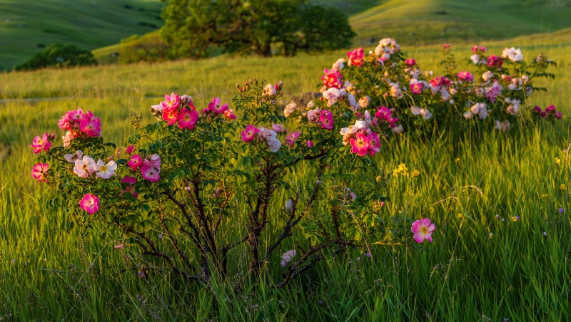 remedes naturels rosiers taches