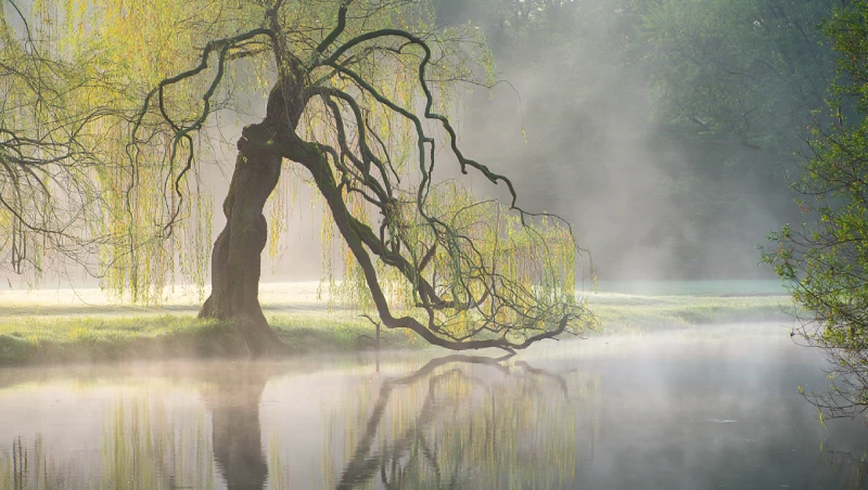 danger racines saule tortueux drain