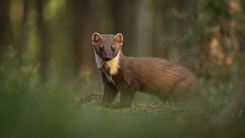 difference fouine belette fouine
