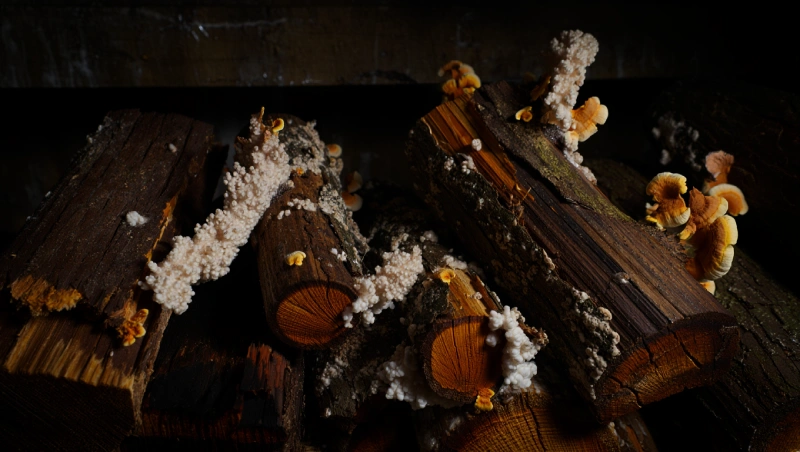 merule bois chauffage solutions salpetre