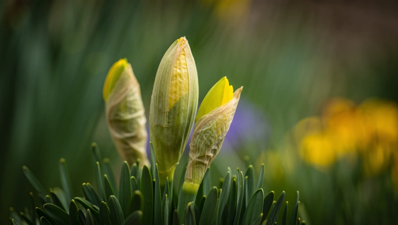 pourquoi jonquilles fleurissent pas bulbes