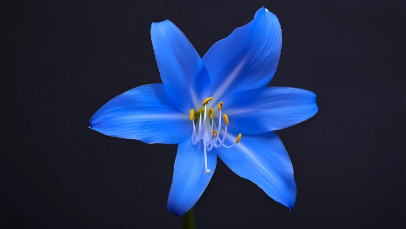 amaryllis bleu