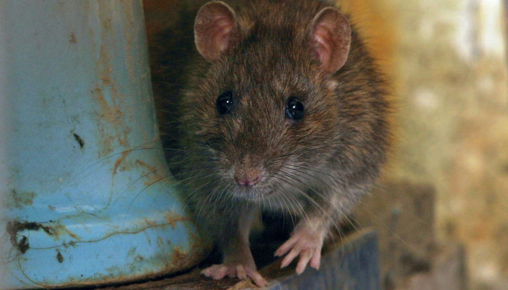 deratisation a nimes comprendre ampleur probleme solutions