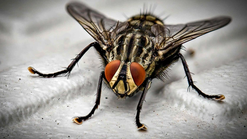 eliminer lnuisibles chez soi methodes naturelles mou hes