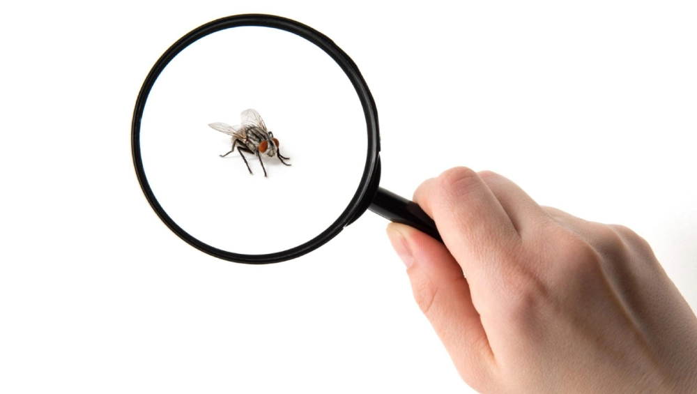 insectes a la maison prevention et traitement pour chaque type