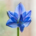 amaryllis-bleu-mythe-realite