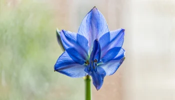 amaryllis-bleu-mythe-realite