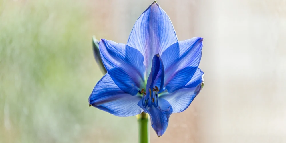 amaryllis-bleu-mythe-realite