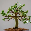 arbre-de-jade-signification