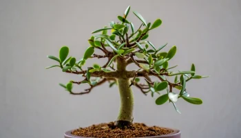 arbre-de-jade-signification