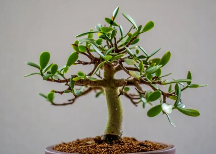 arbre-de-jade-signification