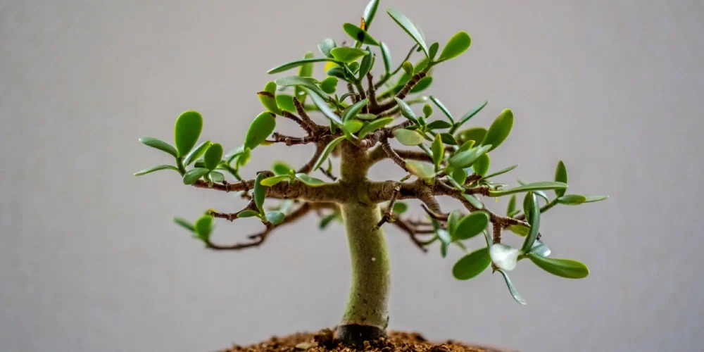 arbre-de-jade-signification