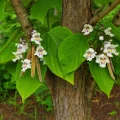 Catalpa