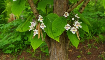 Catalpa