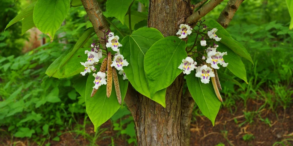 Catalpa