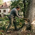 Comment faire crever un arbre gênant : méthodes et légalité