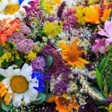 comment-reconnaitre-les-fleurs