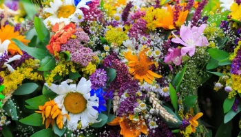 comment-reconnaitre-les-fleurs