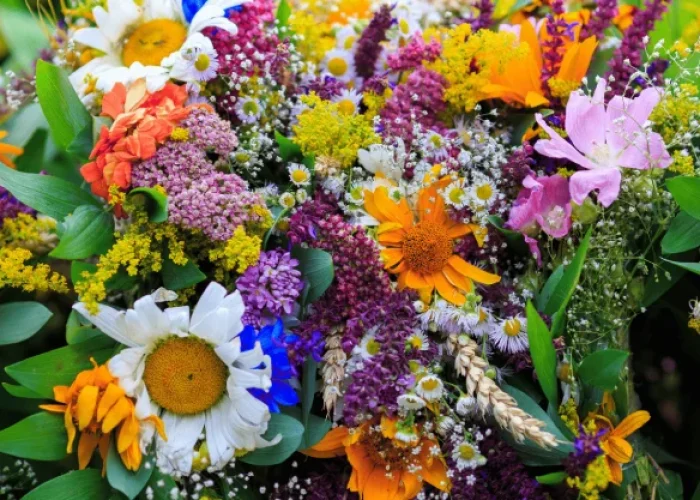 comment-reconnaitre-les-fleurs