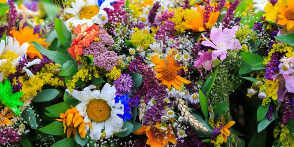 comment-reconnaitre-les-fleurs