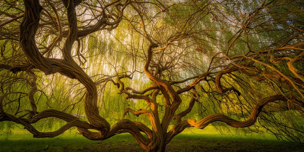 danger-racines-saule-tortueux